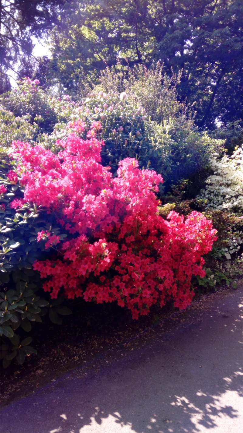 Ein roter Rhododendronbusch